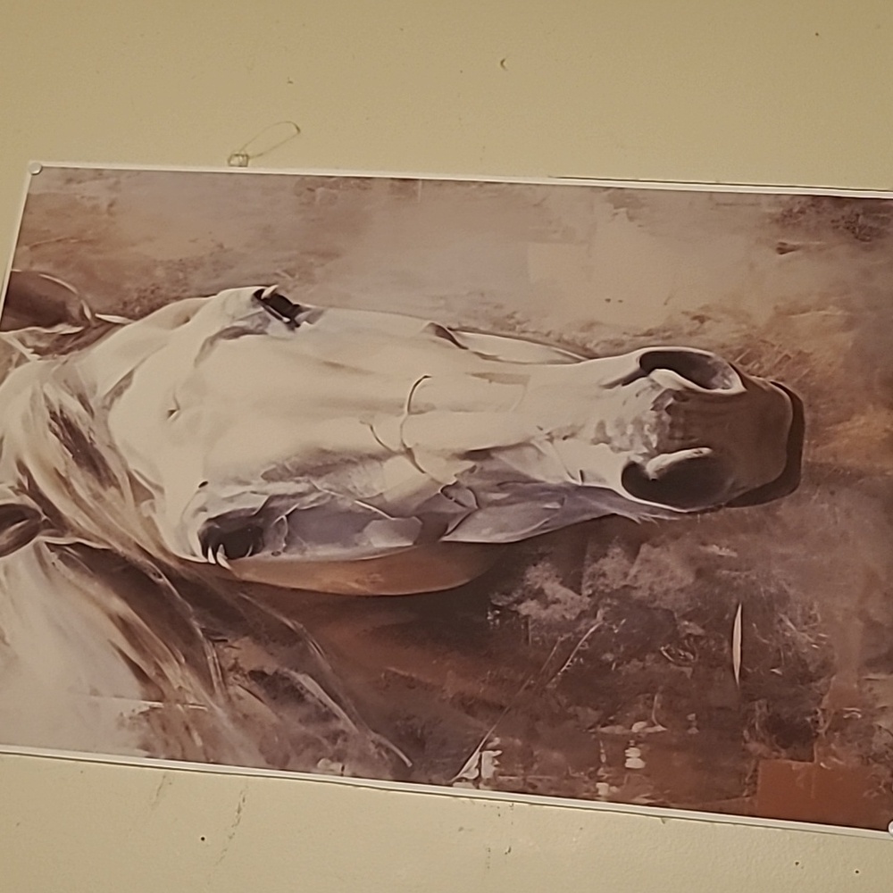 Picture of a Greek horse